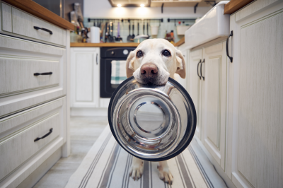 cachorro branco com um pote de ração na boca pedindo comida